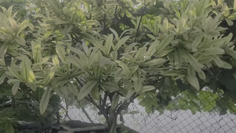 Peony tree in my family_001_Date 09.14