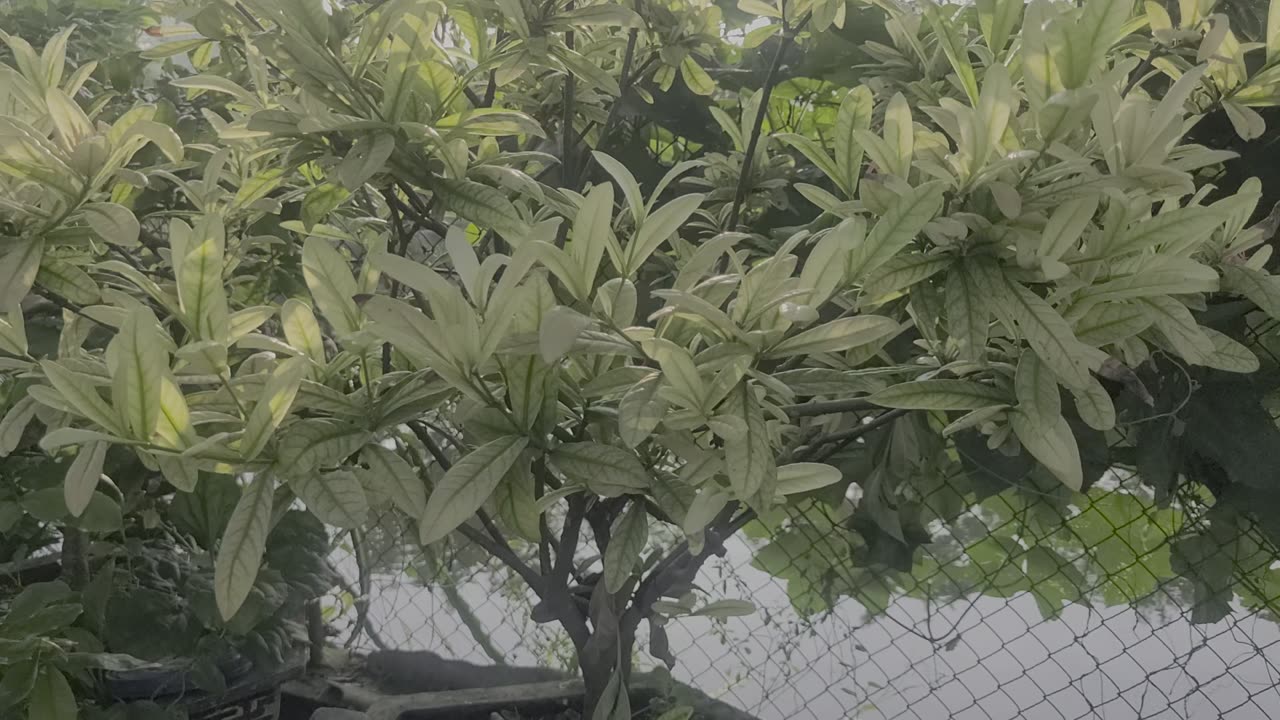 Peony tree in my family_001_Date 09.14
