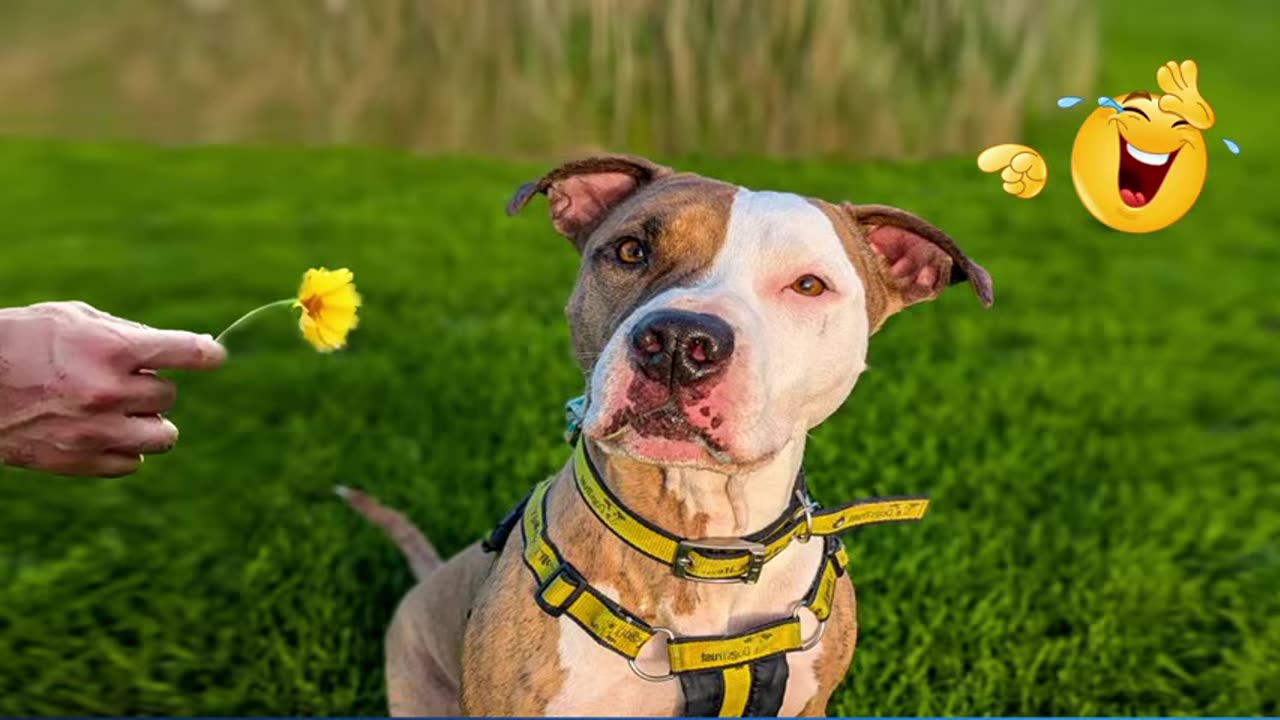 when god sends you funny dogs and cats