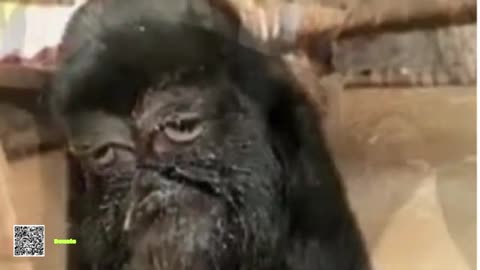 Mutant goat born with 'human-face' is being 'worshipped as an avatar of God'