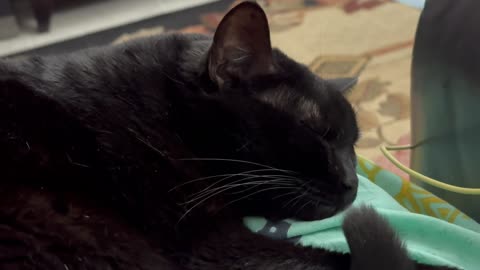 Cute Precious Piper Helps Me to Relax - Adopting a Cat from a Shelter Vlog