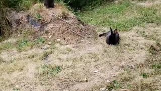 Rabbit knowledge whistling philosophy