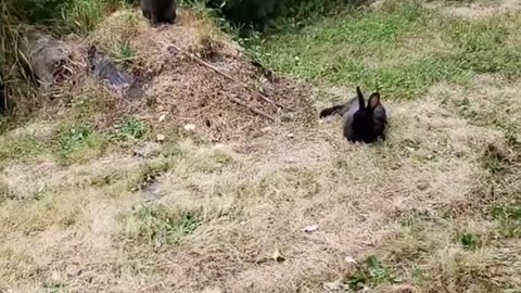 Rabbit knowledge whistling philosophy
