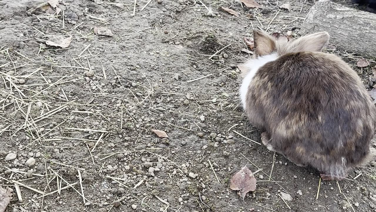 Bunny Close-Up 🐰💗 | CUTENESS OVERLOAD