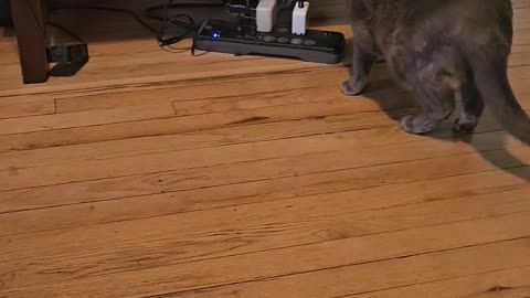 😹🤖 Kitty vs Roomba vs Cord - Epic Showdown! | FunFM