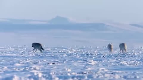 Jingle vs. Nature: The Animal Attack Chronicles! 🐛🐍