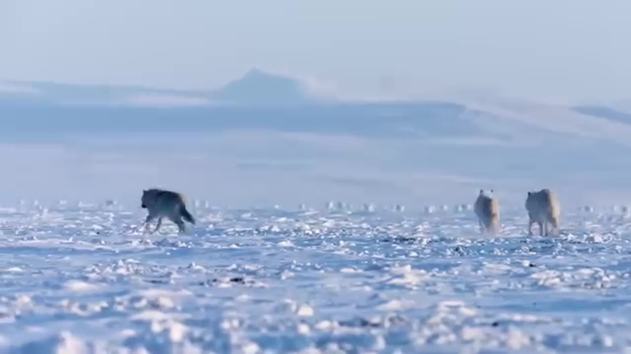 Jingle vs. Nature: The Animal Attack Chronicles! 🐛🐍