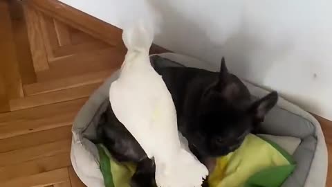 Cute pets doing cute things.