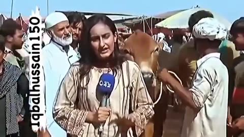 Bull Hits A Pakistani Anchor