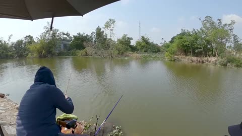 Sunfish Popping in Calm Lake Inlets