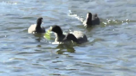 さわやか自然百景 「早春 小田原の丘陵」