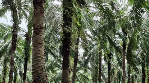 Fierce Winds Strike Palm Oil Plantation – Nature Unleashed