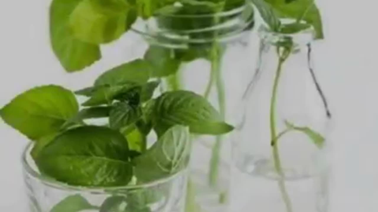 Two benefits of eating basil