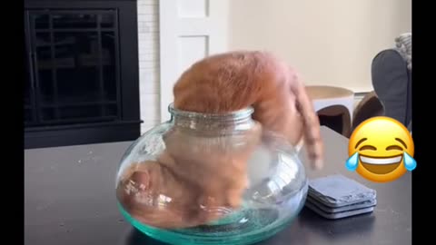 Funny Pets 🐈🥸