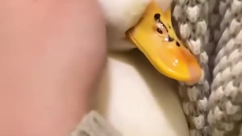 The girl rescued duck's egg 🦆 🥚