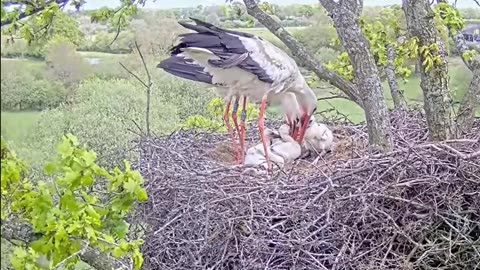 Feeding babies by both parents