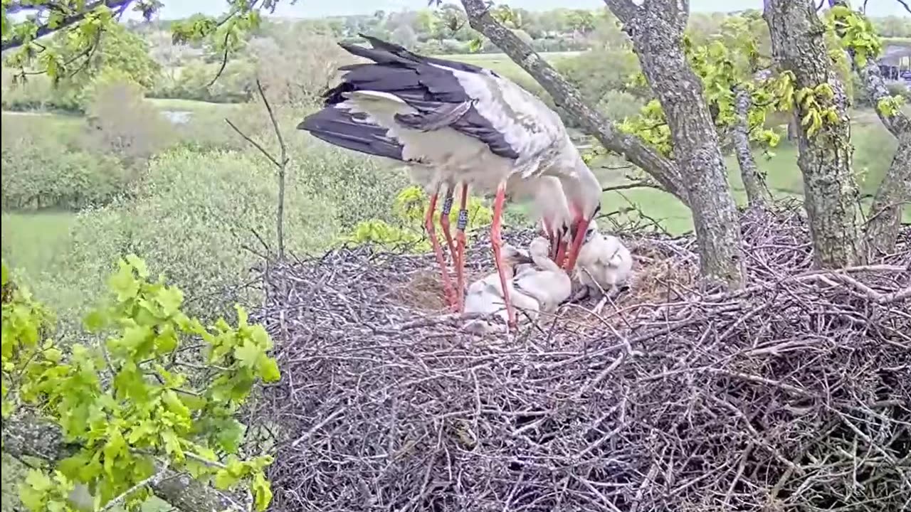 Feeding babies by both parents