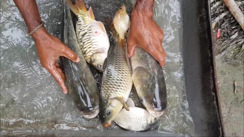 Very Big Carp Fish Catching in Pond Water Using By A Fishing Cast Net