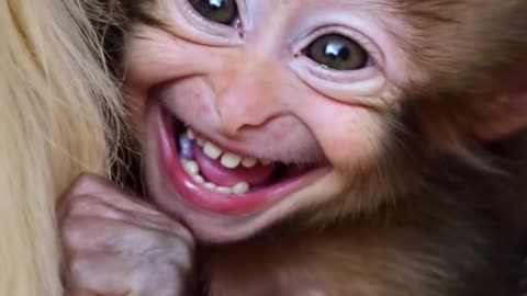 Heartfelt 'I Love You Baby' Moment Adorable Baby Monkey Affection #Shorts