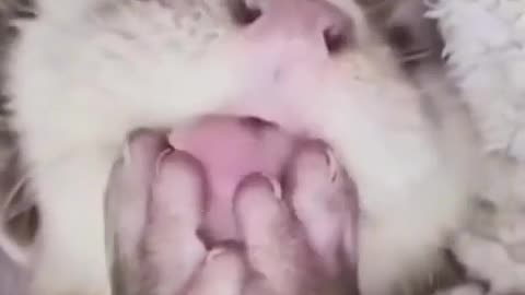 THEY SAID GET A 🦦 OTTER