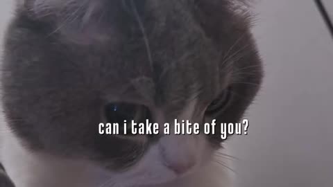 Insta viral reel cat video