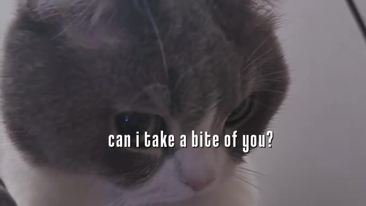 Insta viral reel cat video