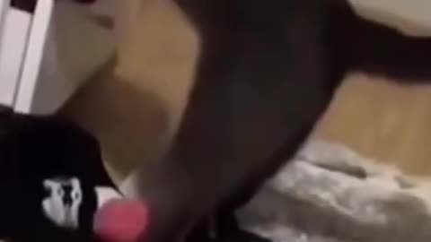 Funniest Cat And Dogs 😂 Funny Animal Videos 2022 #29