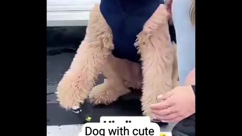 Dog with crazy things 🤣...