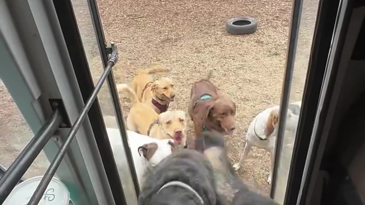 "Dogs Queue Up Like Humans to Get on the Bus!" 🐕🚏😂