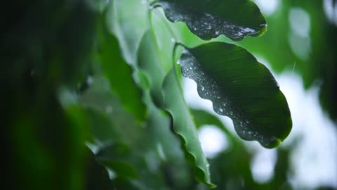 Rain in the forest