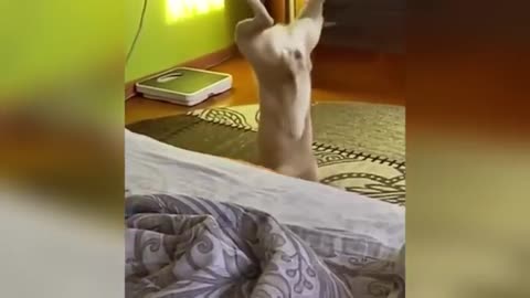 funny video