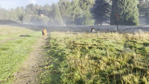 Waynes park chase in the mysterious morning fog 329083029842098