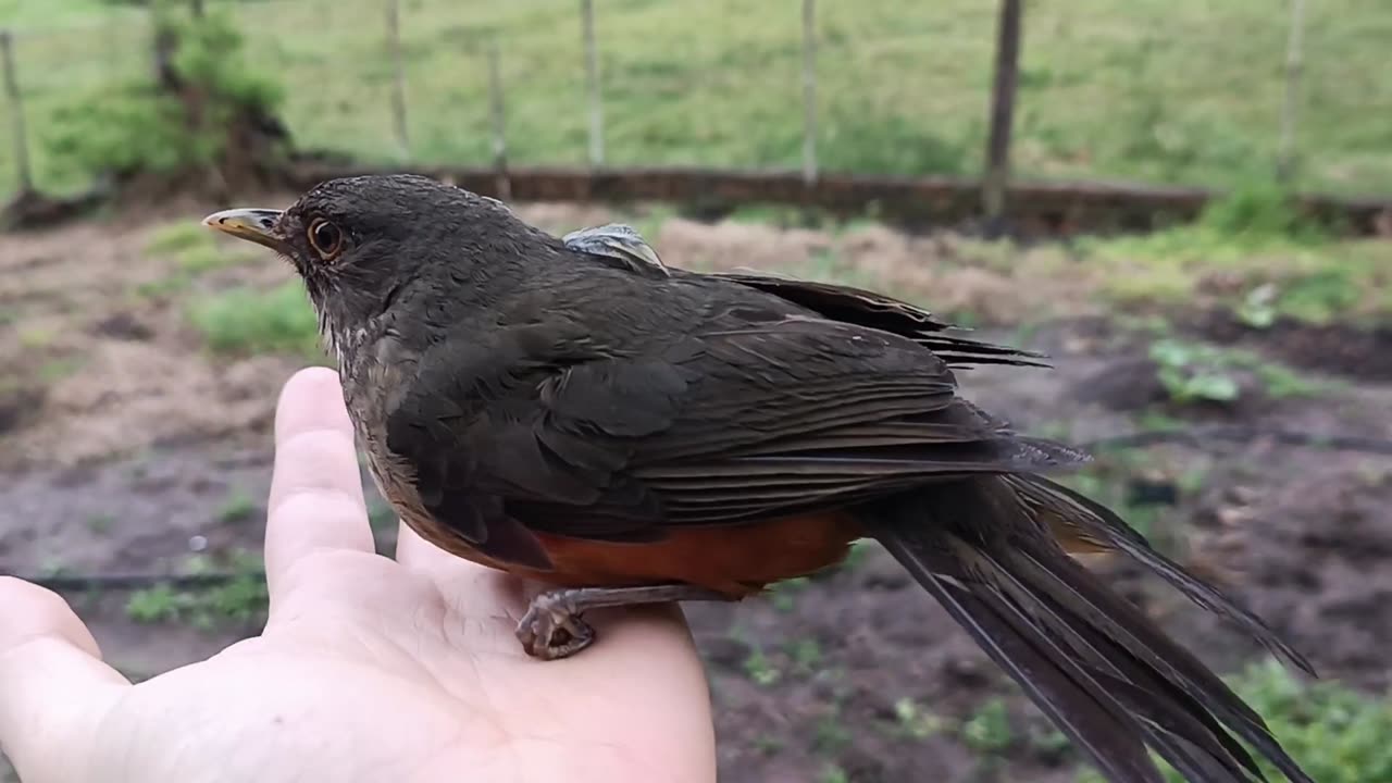 😂🐦 You Won't Believe This Epic Bird Release Fail! | FunFM