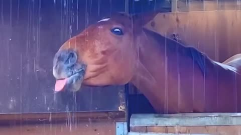 I wasn’t ready for how funny these horses are!