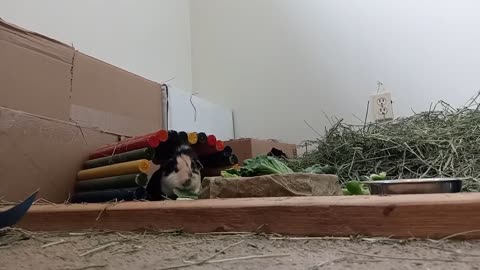 LUNCH TIME WITH DAVID THE PIG