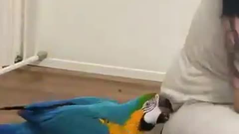 beautiful birds, colorful birds, bird lovers, birds in nature, , animal lovers