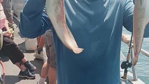 Red hake