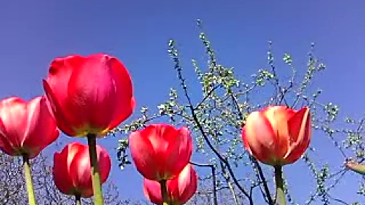 Witness Nature's Breathtaking Show: Tulips in Full Bloom!