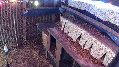 Saturday Night Perch Up Cam2