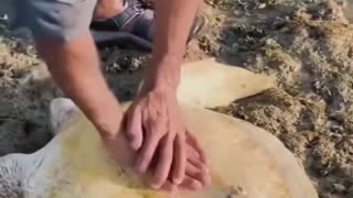 Man rescues stranded sea turtle