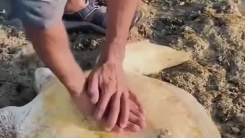 Man rescues stranded sea turtle