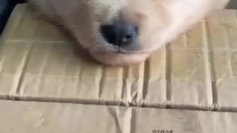 cutest puppy ever will melt your heart 🐶❤️