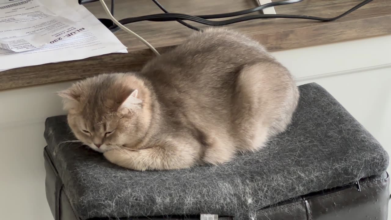 Kitty Laying Down