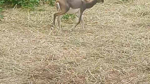 Animal
