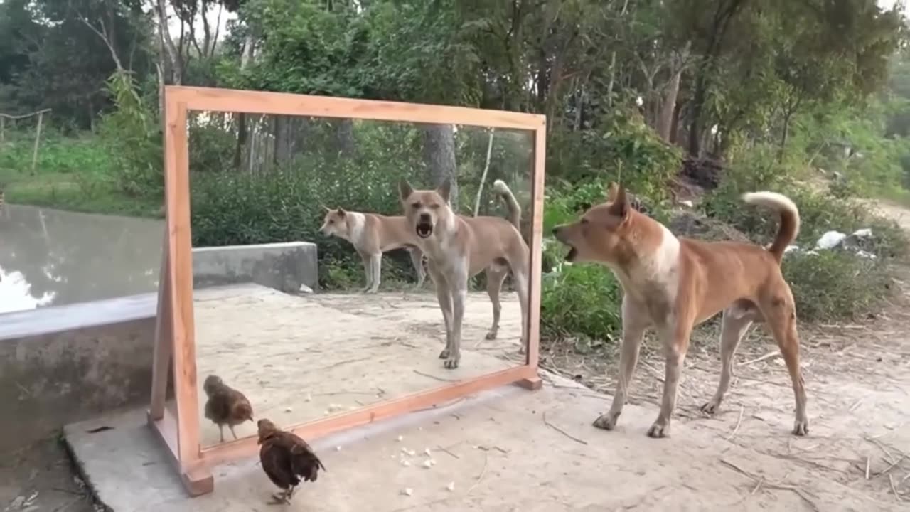 2025 Funny Pet Collection😼🐶