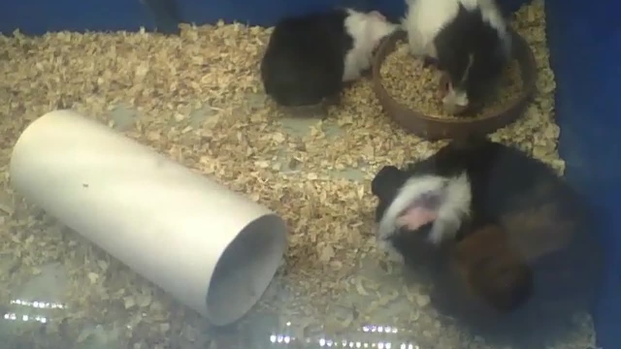 4 cute peruvian guinea pigs, each one do what they want [Nature & Animals]