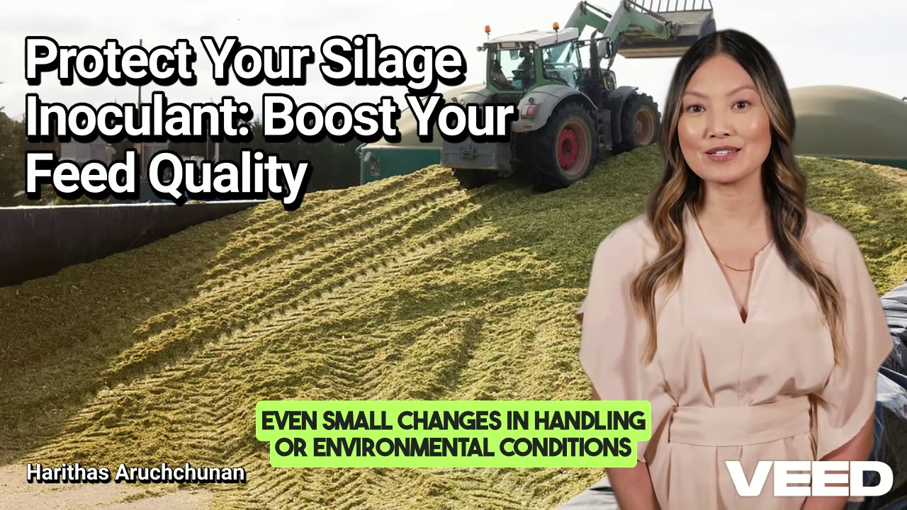 Save Your Silage: Don’t Let These Inoculant Killers Destroy Your Forage
