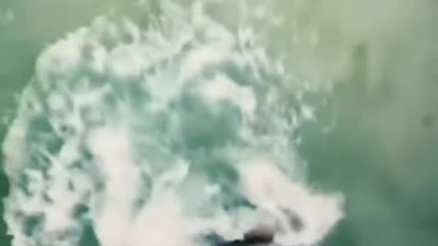 Great White Shark Attack