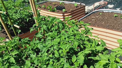Vego bed and garden update.
