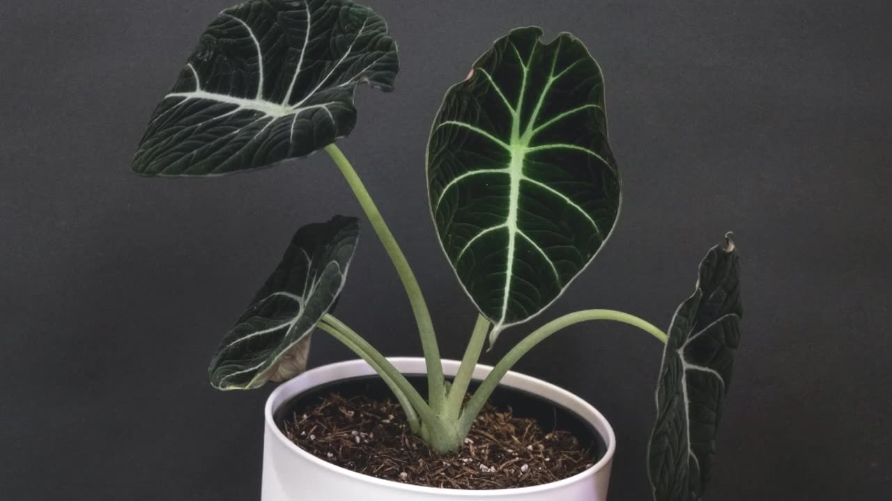 How to Revive Alocasia Polly
